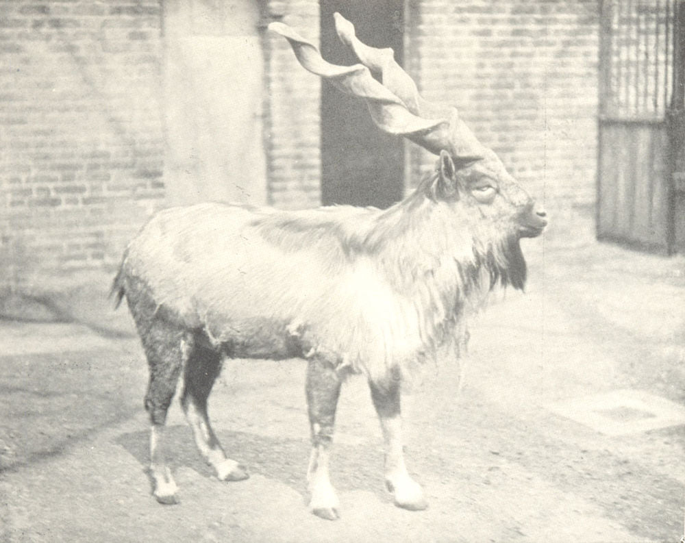GOATS. Markhor (Copra falconeri) with Gimlet-shaped Horns 1912 old print